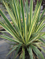 Preview: Yucca filamentosa Bright Edge Palmlilien