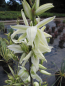 Preview: Yucca filamentosa Bright Edge Palmlilien