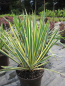 Preview: Yucca filamentosa Bright Edge Palmlilien