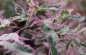 Preview: Acer palmatum Marlo