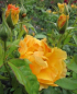 Preview: Englische Rose Easy Going