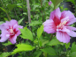 Preview: Hibiskus Purple Pillar