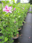 Preview: Hibiskus Purple Pillar