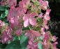 Preview: Rispenhortensie Pinky Winky