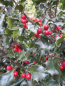 Preview: Ilex meserveae Blue Euro - Stechpalme Blue Euro - 80-100cm