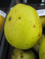 Preview: Malus Schieblers Taubenapfel