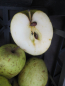 Preview: Malus Schieblers Taubenapfel
