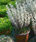Preview: Santolina chamaecyparissus - Heiligenkraut - Zypressenkraut - 20-25 cm