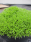 Preview: Scleranthus uniflorus2