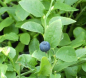 Preview: Wilde Blaubeere 3