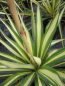 Preview: Garten-Palmlilie Golden Sword