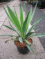 Preview: Blaue Kerzenpalmlilie Variegata Yucca