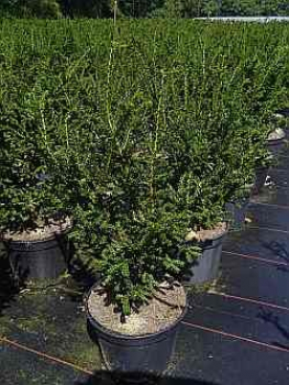 Kurznadelige Eibe Rushmore, Taxus baccata Rushmore