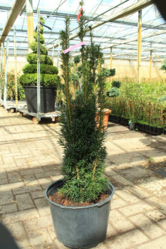 Taxus media Nixe