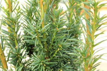 Nadeln der Taxus media Nixe