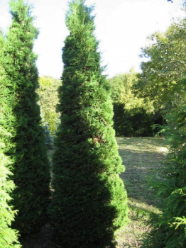 Thuja occi Smaragd - Lebensbaum - 350 - 400