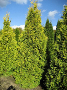 Thuja pli. Aurescens - Gelbspitzen Lebensbaum -
