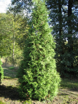 Thuja pli. Excelsa - Lebensbaum Excelsa - 500 - 600