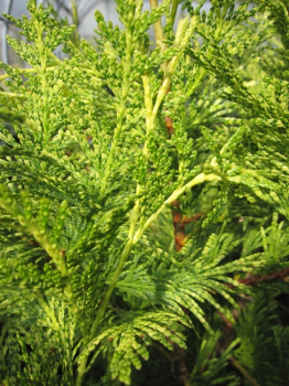 Thuja plicata Zebrina Extra Gold - Gelbbunte Säuleneibe 30-40