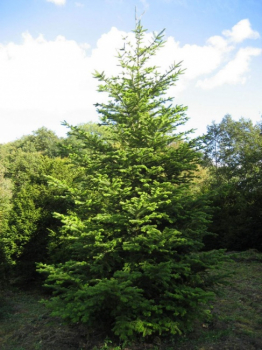 Abies homolepis  - Nikko-Tanne - 450-500