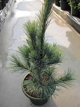 Pinus monticola  Ammerland - Ammerland Kiefer -  40-60
