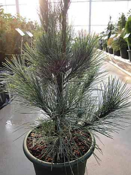 Preview: Pinus monticola  Ammerland - Ammerland Kiefer -  40-60