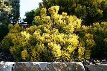 Pinus mugo Carstens Wintergold - Wintergelbe Zwergbergkiefer -  40-50