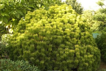 Pinus mugo Ophir - Gelbe Zwergkiefer - 30-40