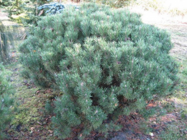 Pinus mugo var. mughus  - Krummholzkiefer - 100-125