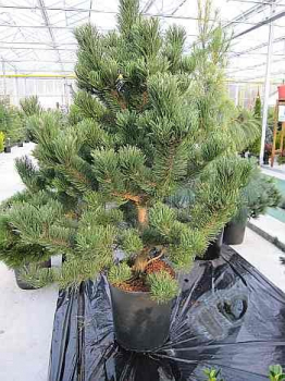 Pinus nigra  Oregon Green - Österreichische Schwarzkiefer -  125-150