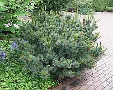 Pinus pumila Glauca 1