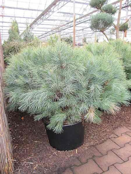 Pinus strobus Blue Shag - Weymouths-Kiefer