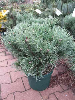 Pinus sylvestris Martham  - Waldkiefer - 30-40