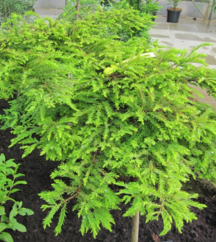 Taxodium distichum Secrest 1
