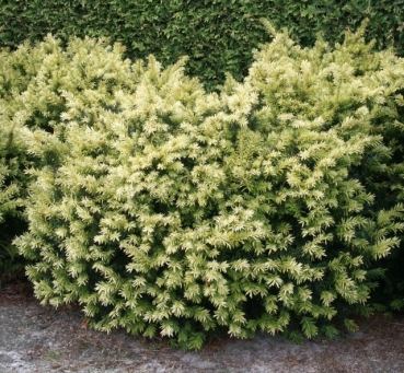 Taxus baccata Golden Nugget 1