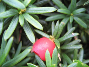 Taxus baccata Breit  - Eibe - 300 - 400