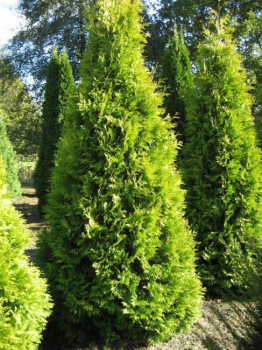Thuja occ. Sunkist  - Gelber Kegellebensbaum -  250/275