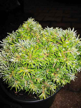 Preview: Abies koreana Kohouts Hexe