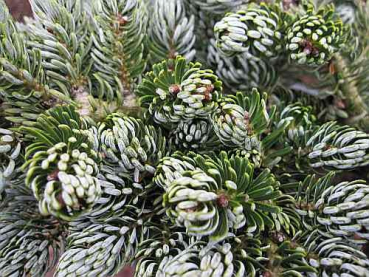 Preview: Abies koreana Kohouts Icebreaker (R)