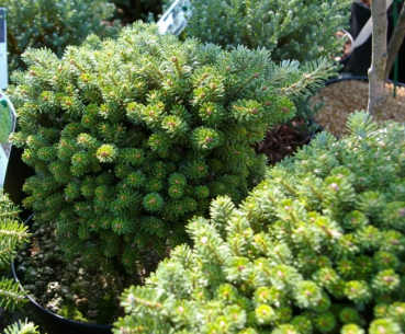 Abies koreana Silverpearl