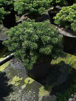 Abies koreana Dark Hill