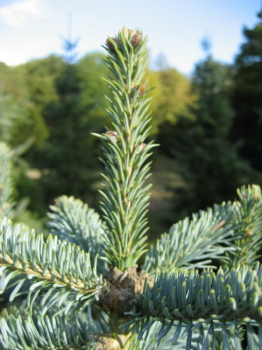 Abies las. Compacta - Zwergkorktanne