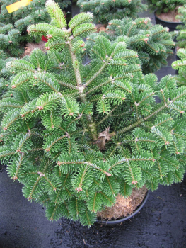 Zwerg-Nordmanntanne-Abies nordmanniana Dobrichovice