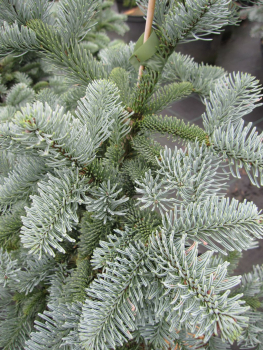 Preview: kompakte Silbertanne