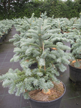 Preview: Abies procera Obrighofen -  Zwerg-Blautanne