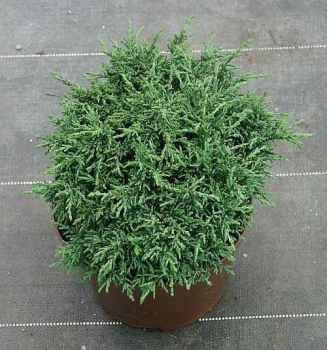 Zwergform der Gartenzypresse - Chamaecyparis lawsoniana Tharandtensis Caesia