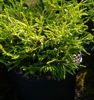 Gelbe Hinoki Scheinzypresse Gitte