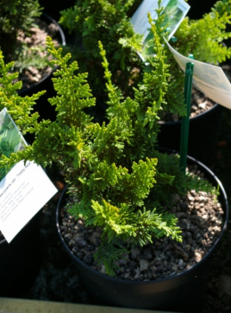 Chamaecyparis obtusa Teddy Bear