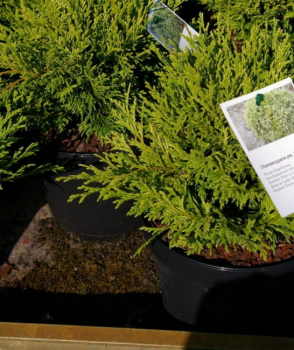 Chamaecyparis pisifera Filips Happy Day