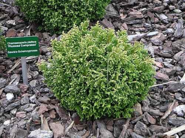 Chamaecyparis pisifera plumosa compressa